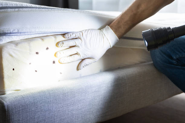 Best Local Pest Control Services  in Lake Delton, WI